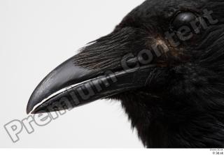 Carrion crow beak bird 0004.jpg